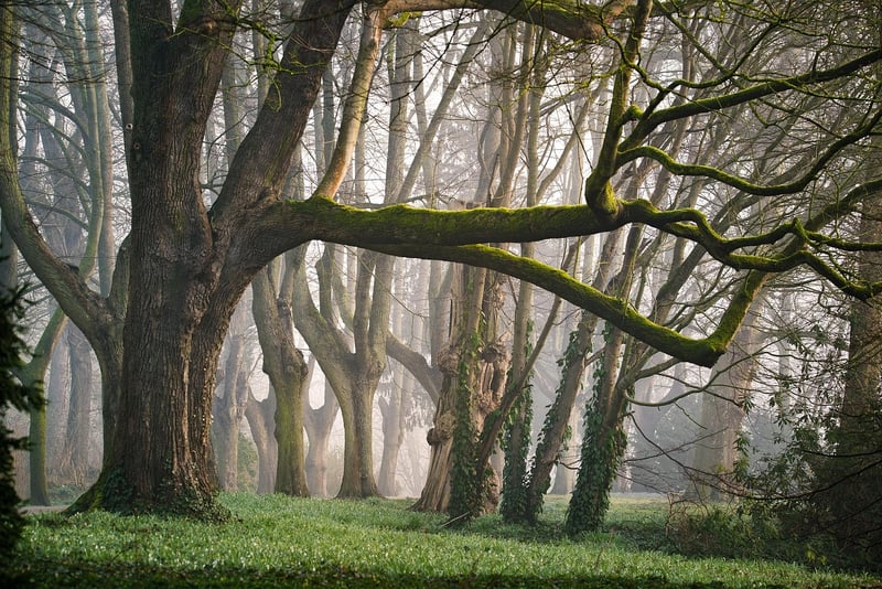 Whispering Woods